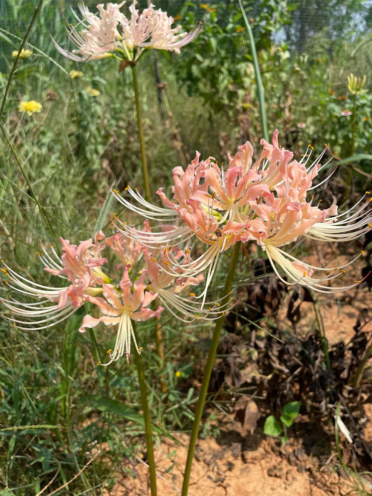 Lycoris 'Champagne'