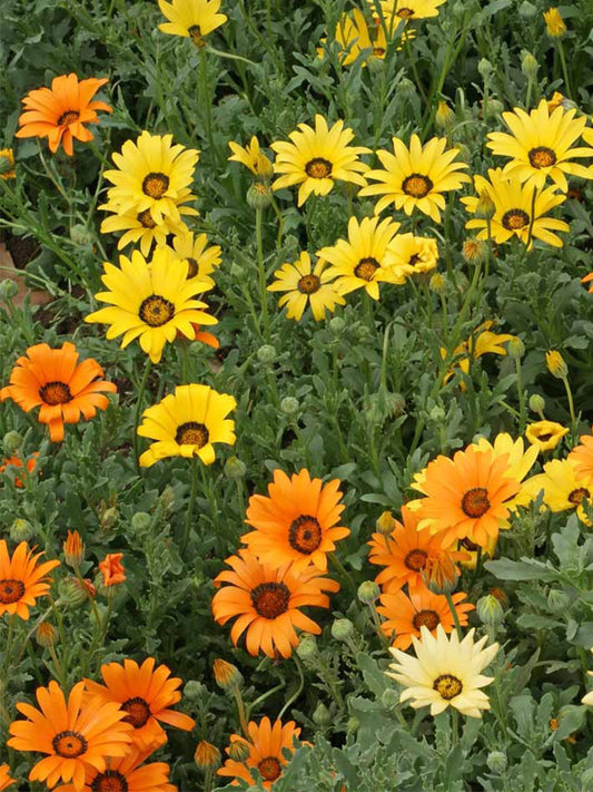Mixed Colors Namaqualand Daisy