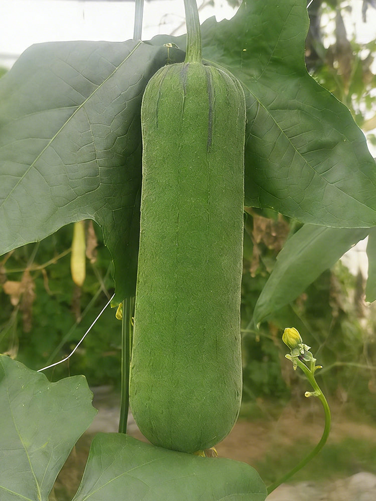 Yucui Sponge Gourd