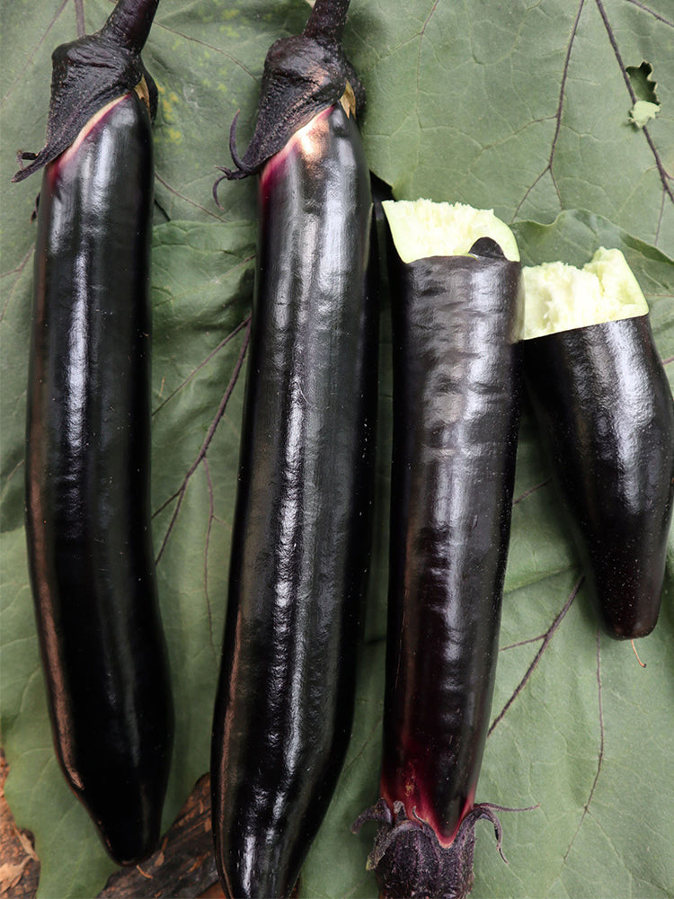 'Heiguiren' Long Eggplant