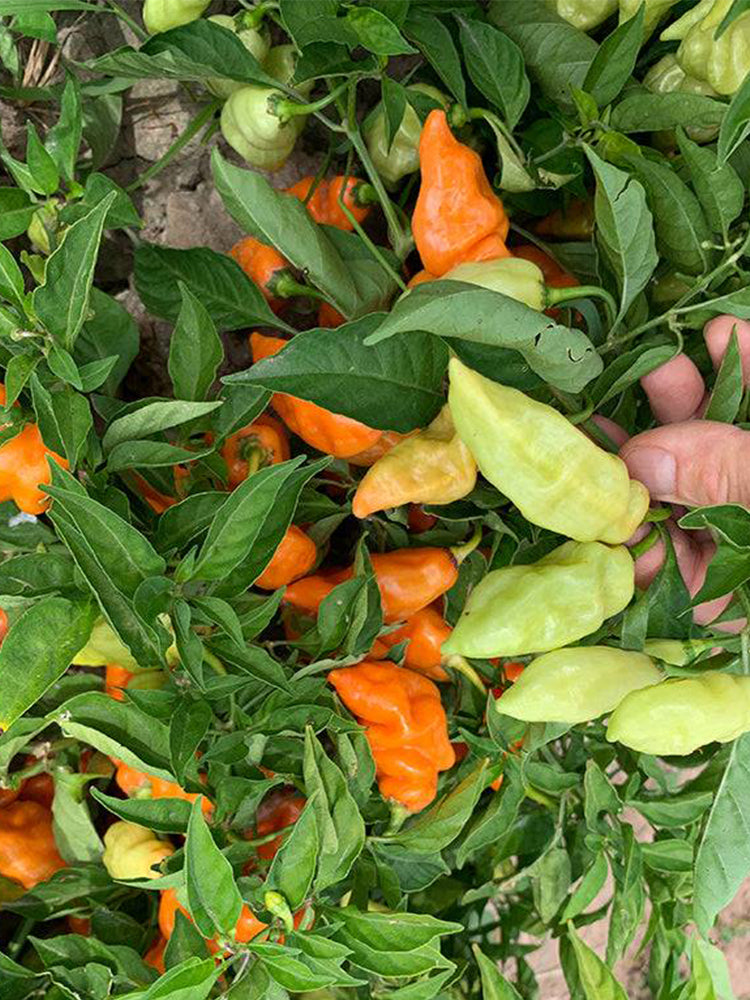 Habanada Sweet Pepper