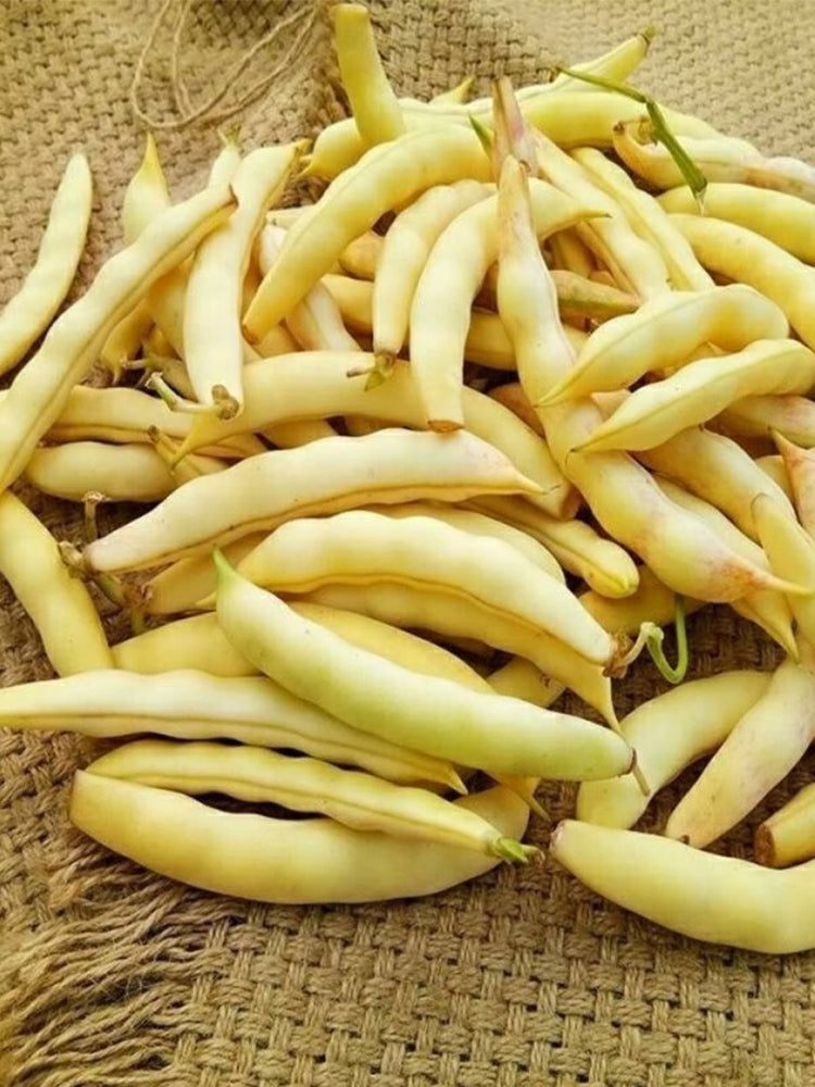 Golden Hook Kidney Beans