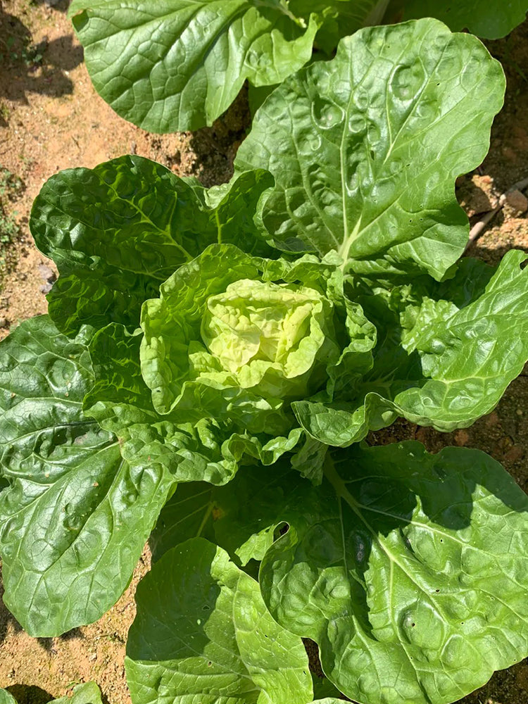 Hongbao Heading Cabbage