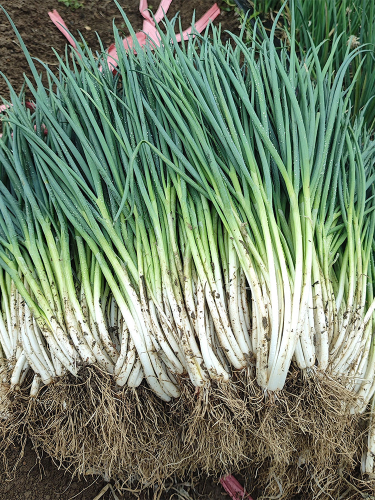 Four-Season Scallions