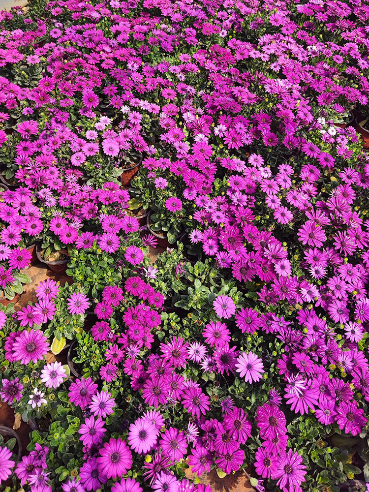 Purplel African Daisy