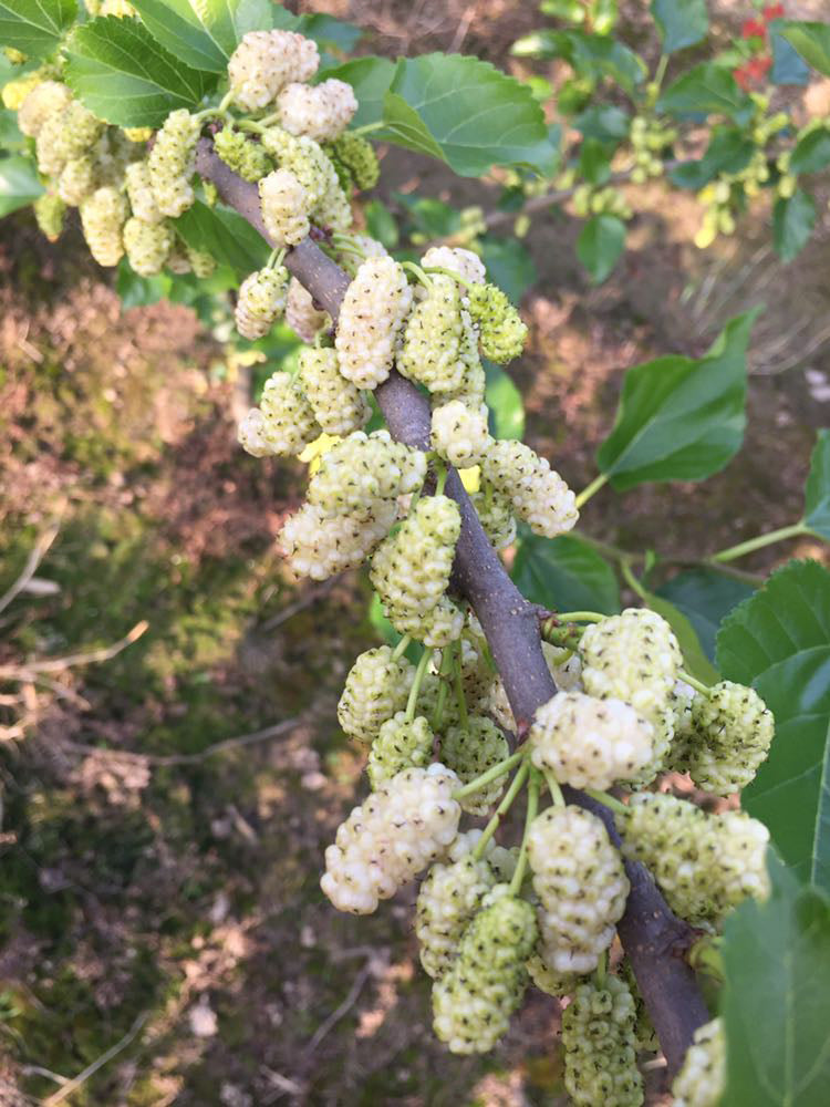 Korean Big White Pearl Mulberry