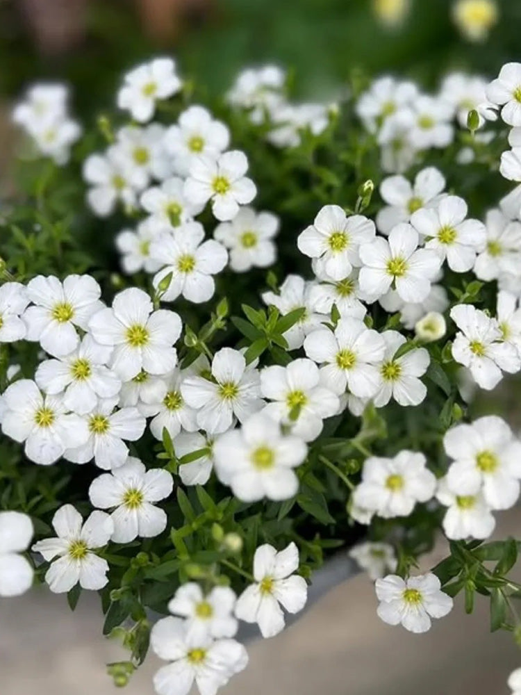 Mountain Sandwort