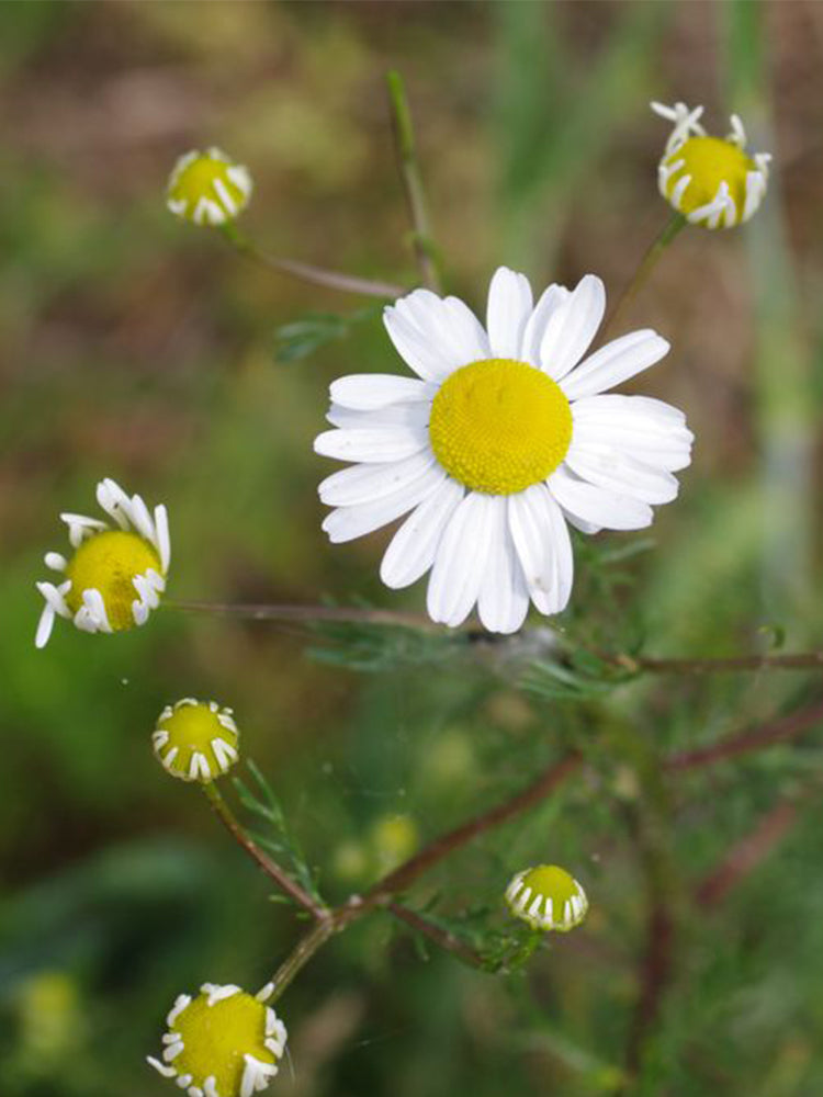 German Chamomile