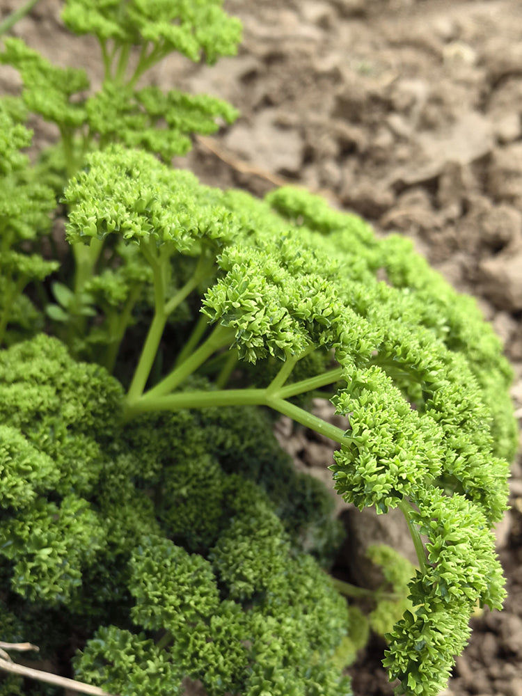 Curly Leaf Parsley