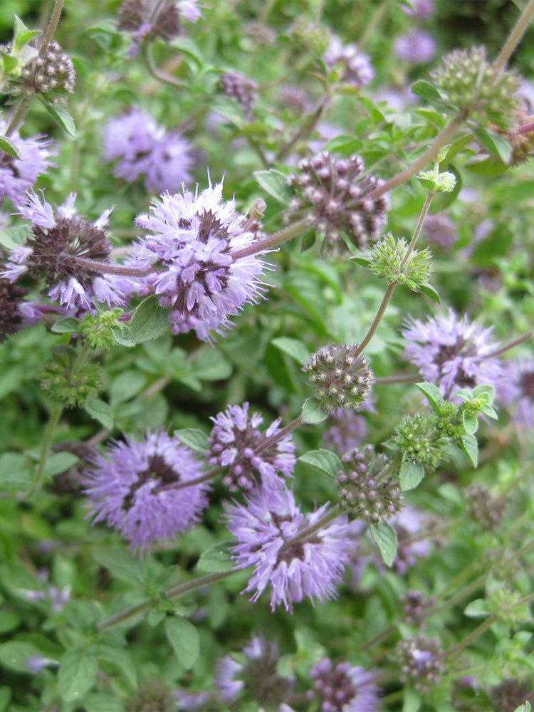 Pennyroyal Mint