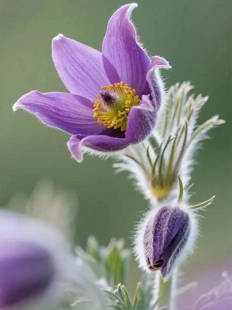 Pulsatilla chinensis