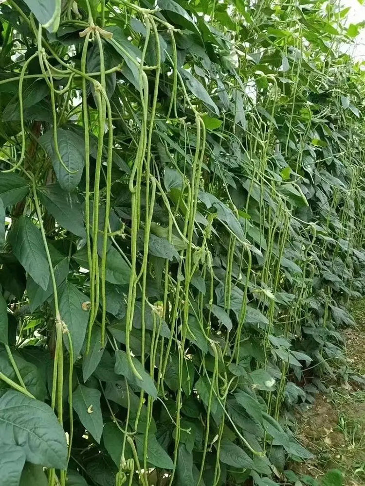 Long Dragon Cowpea