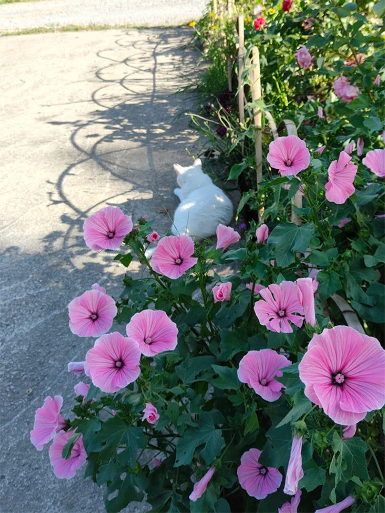 Hezhichun Rose Mallow