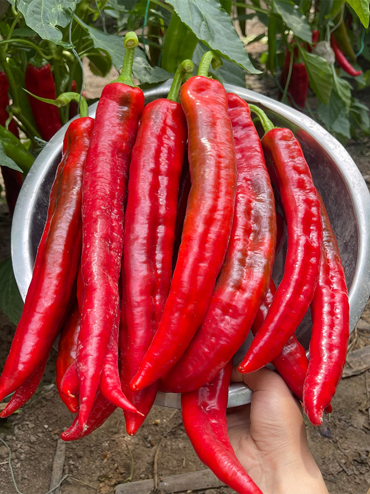 Hongyun No.1 Sweet Pepper F1