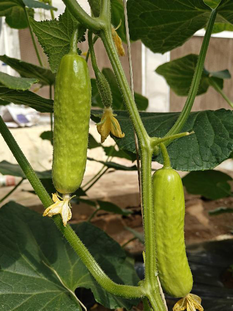 Zhongnong Cuiyu No. 2 Cucumber