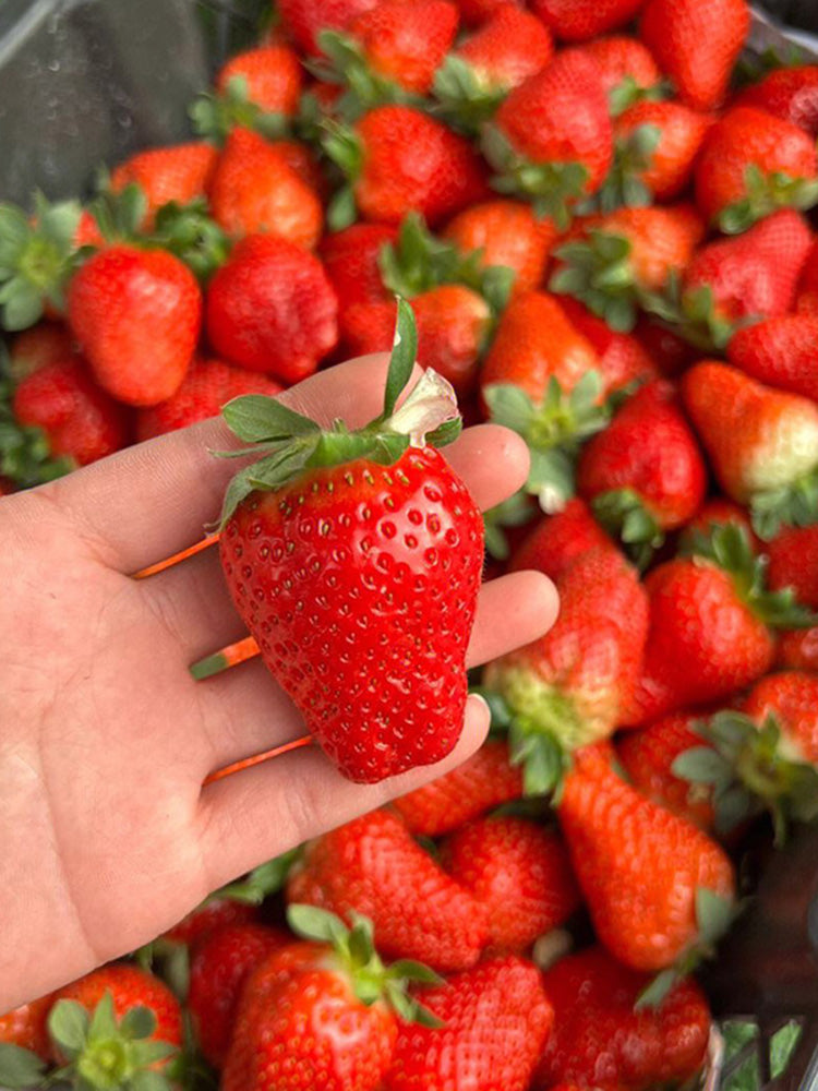 Four Seasons Cream Strawberry