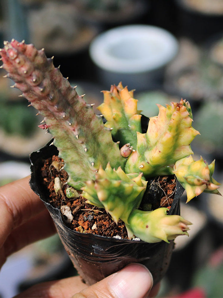 Variegated Huernia zebrina 'Lifesaver'