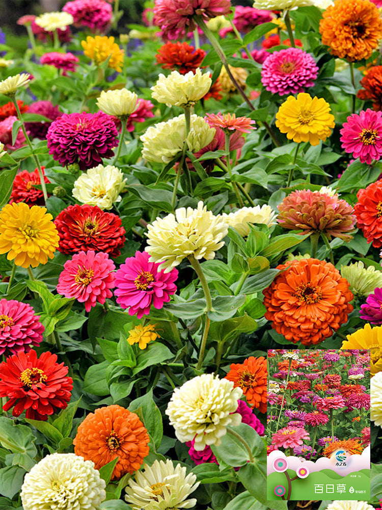 He Zhi Chun Zinnia elegans
