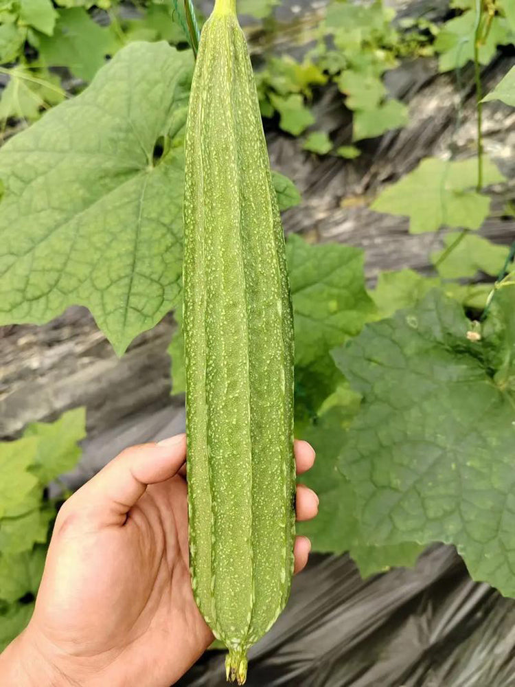Huaxiu Sponge Gourd