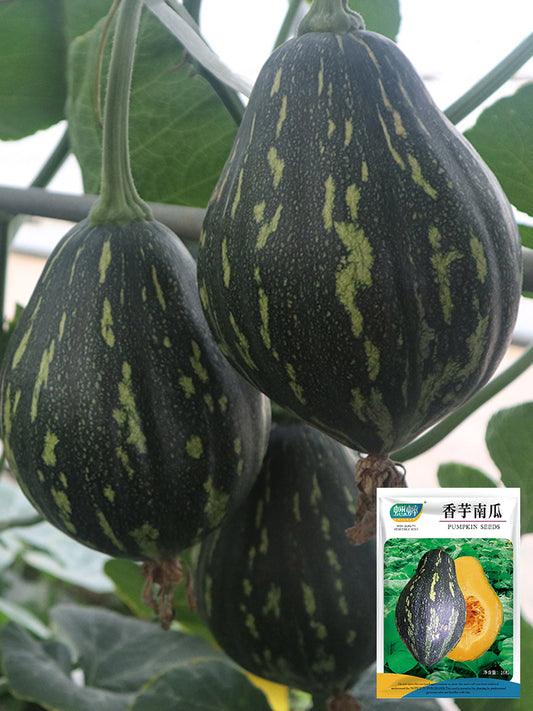 Fragrant Taro Pumpkin