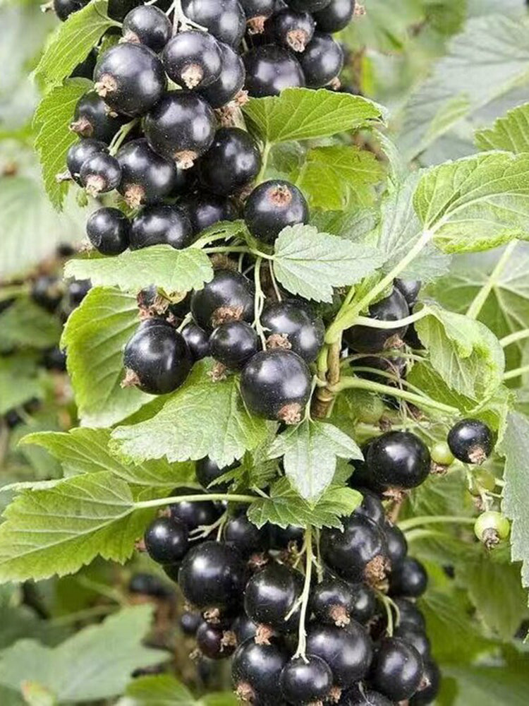 Black Currant
