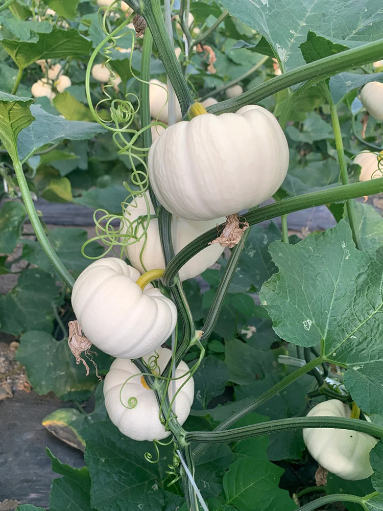White Baby Pumpkin