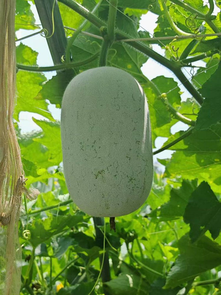 Baoqi Taro-Scented Winter Melon