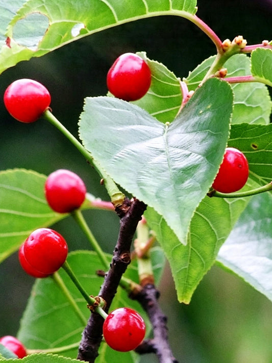 Wild Cherry Rootstock