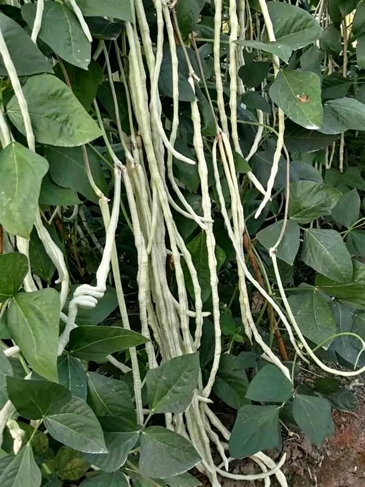 'Zhengjiang Yinshuai' Cowpea