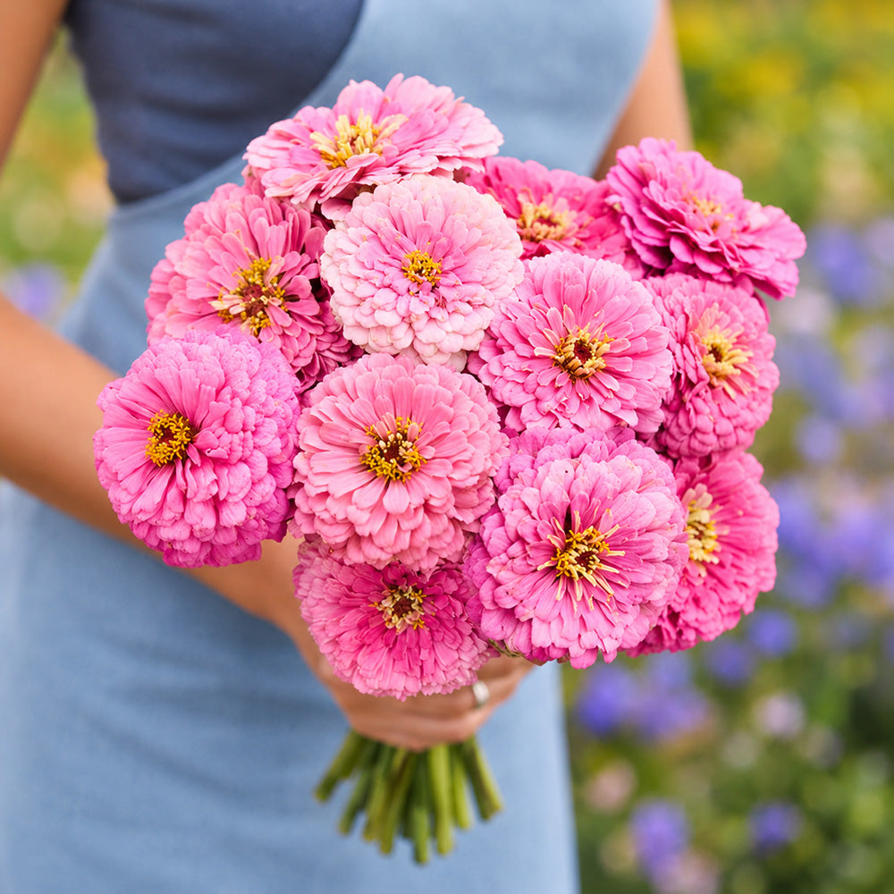 W1347 Large-Flowered Pink Zinnia