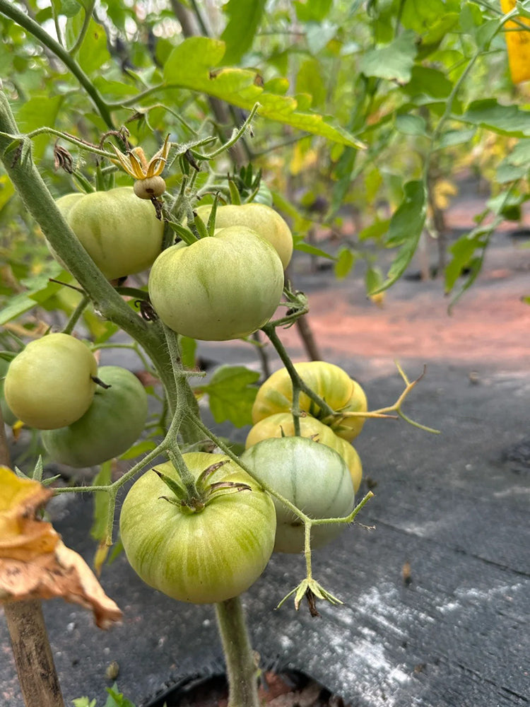 White Wax Tomato