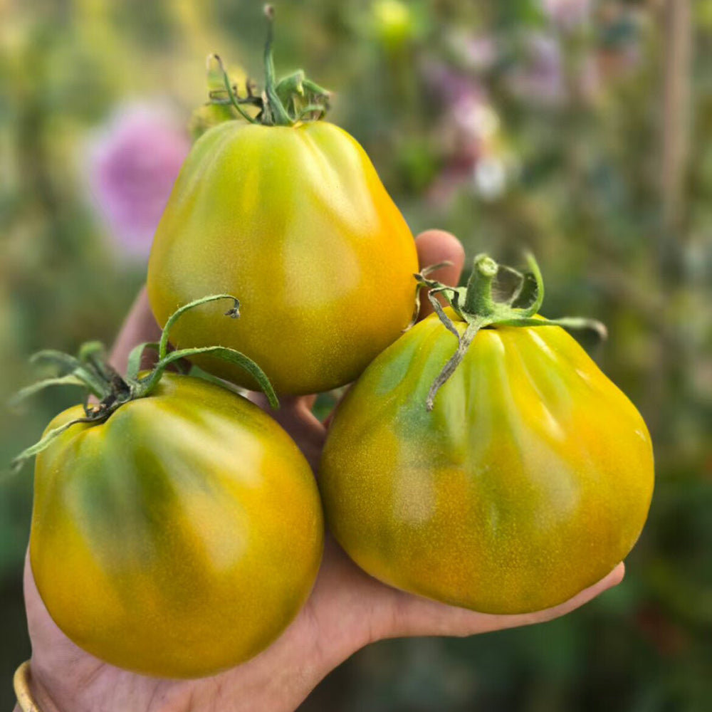 779 Spear's Tennessee Green Tomato