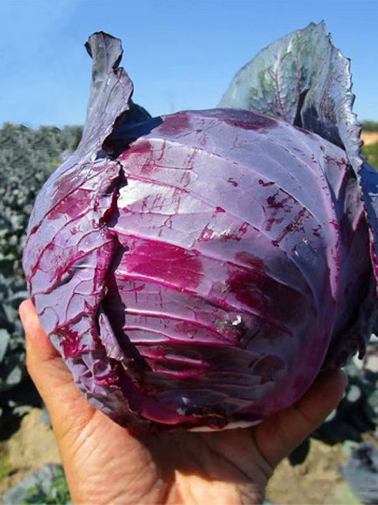 Violet Cabbage