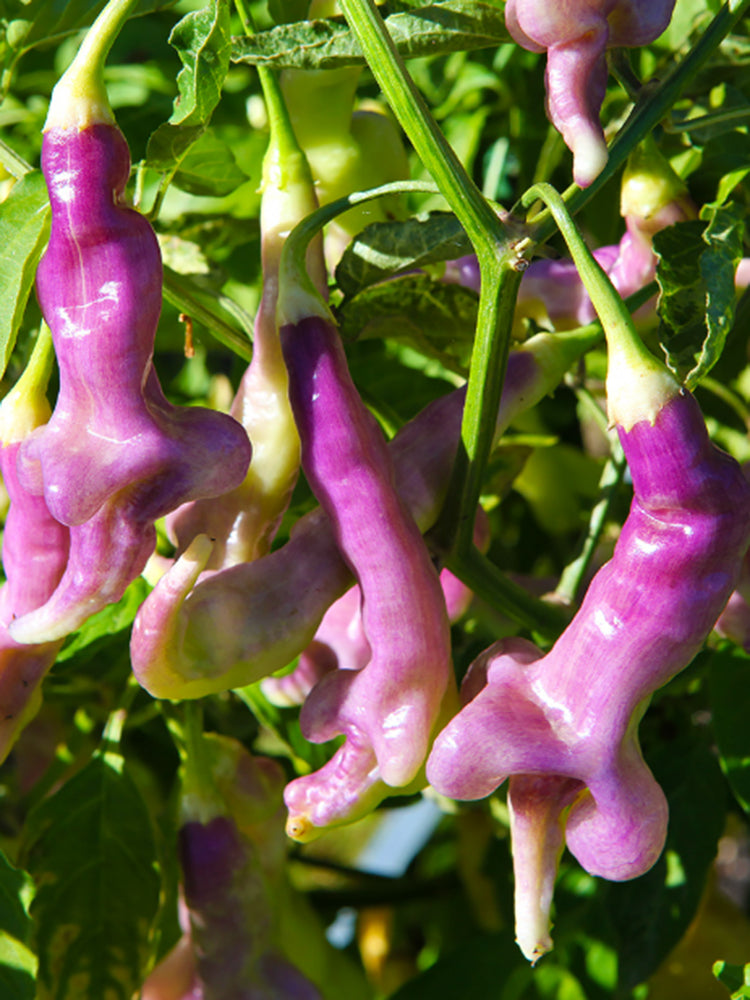 Aji Confusion Pepper