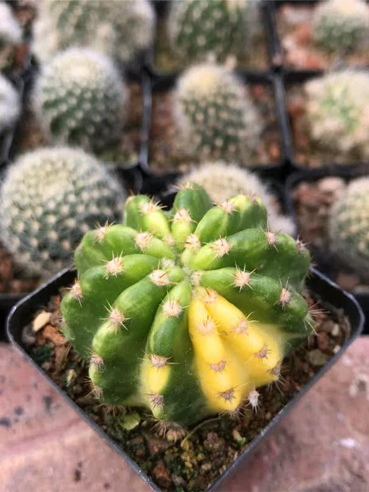 Echinopsis subdenudata Variegata