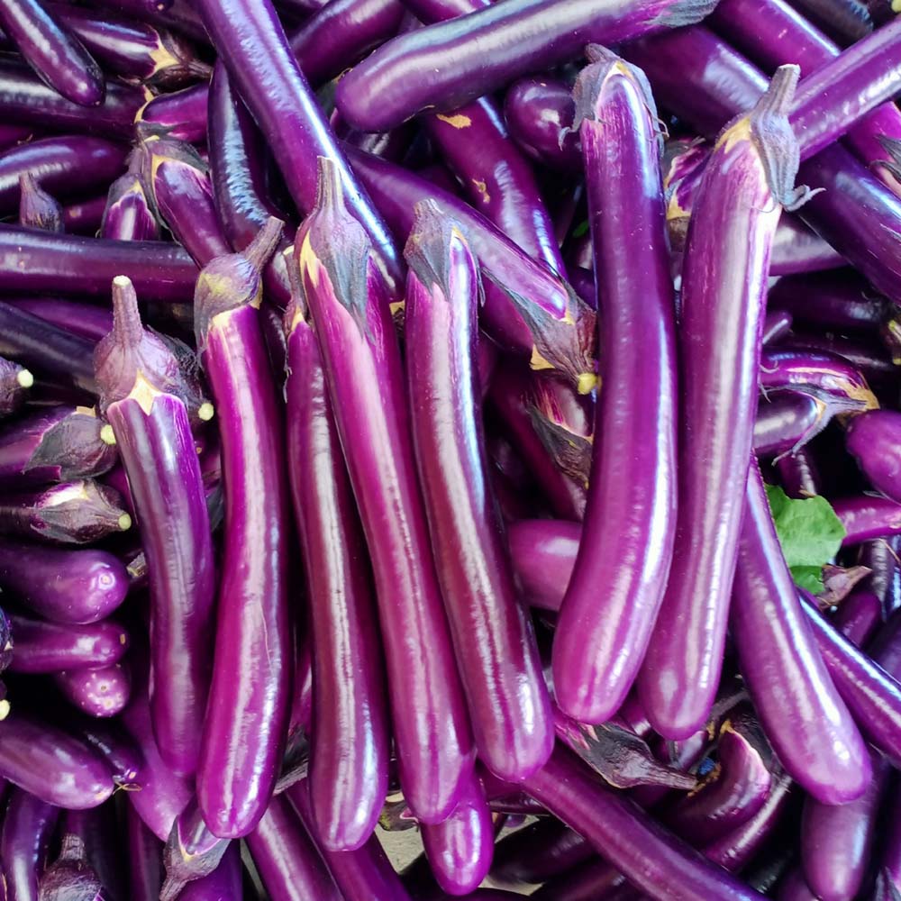 W963 Red Gold Purple-Red Long Eggplant
