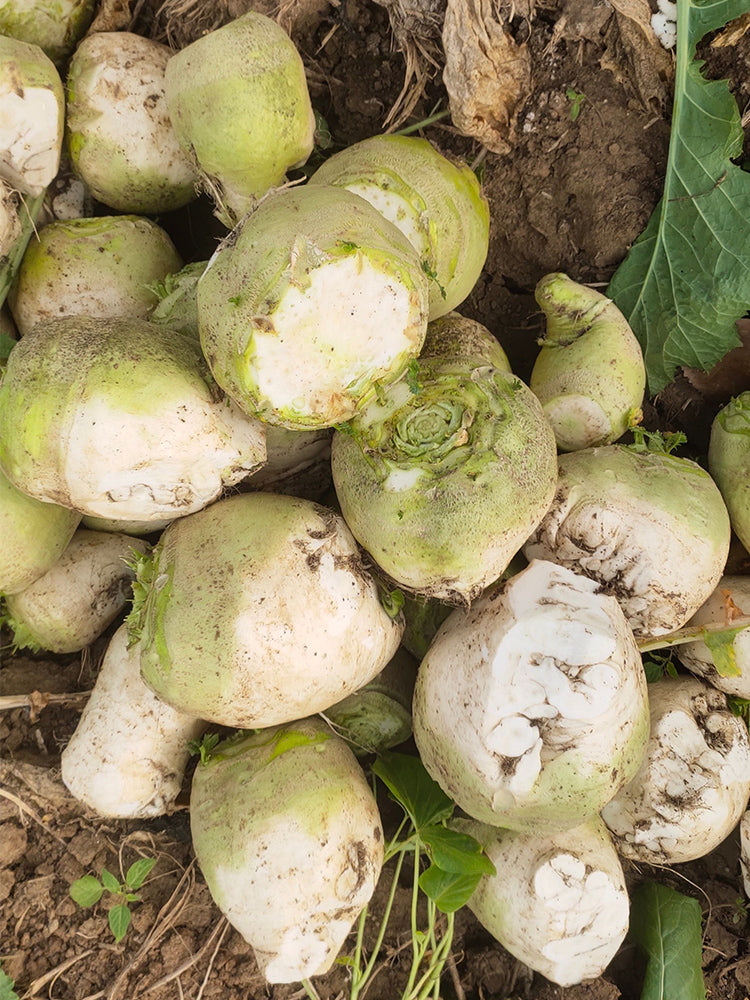 'Roundish 65' Root Mustard