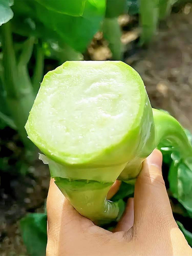 'Jiemei' Big-Stem Chinese Kale