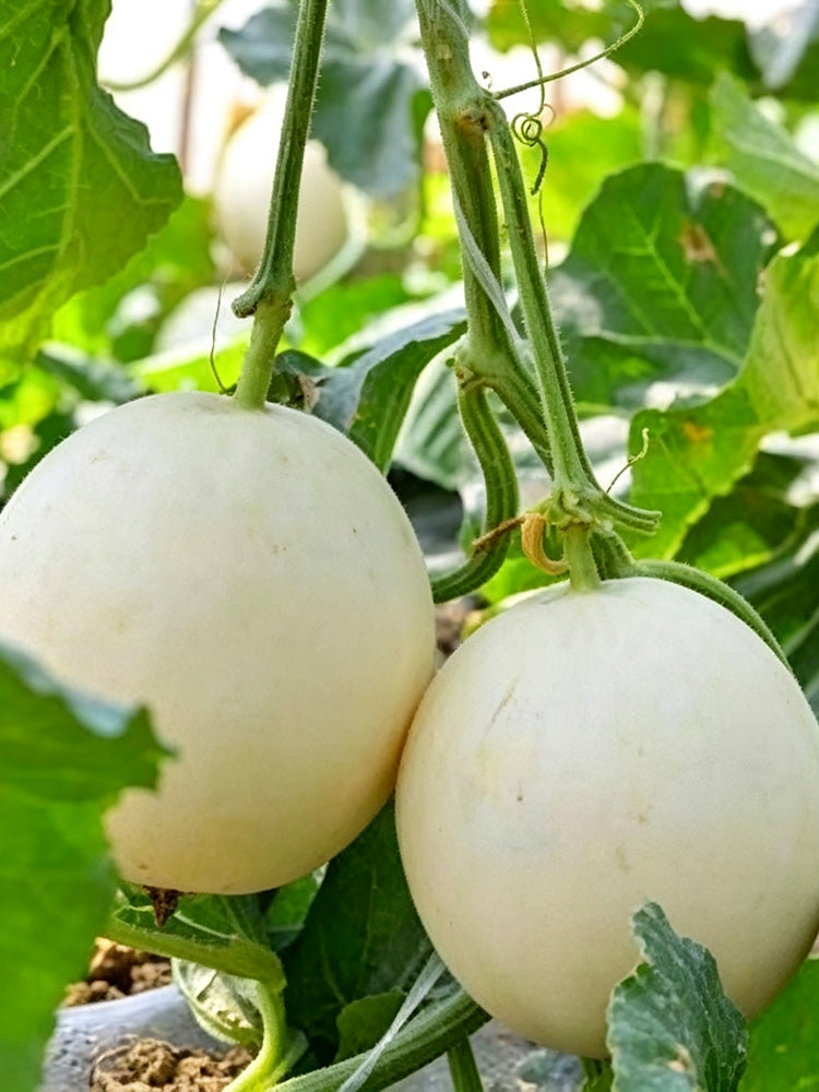 Caidu Jinyu No.12 F1 Melon