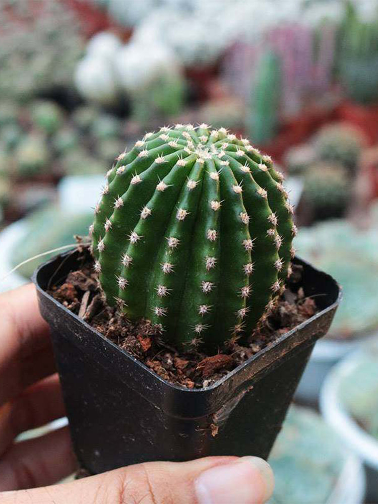 Echinopsis Hybrid 'Heijingang'