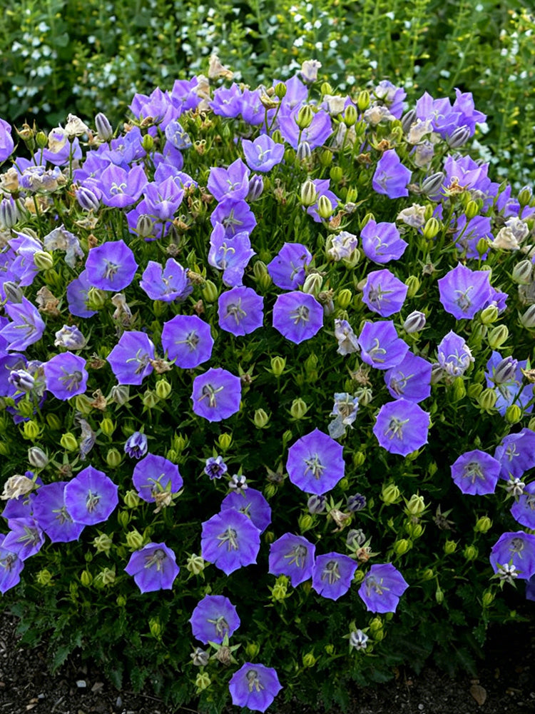 Tufted Bellflower