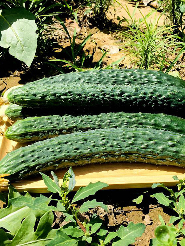 'Emerald Heart' Cucumbers (Cucumis sativus)