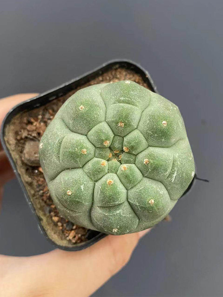 Matucana madisoniorum