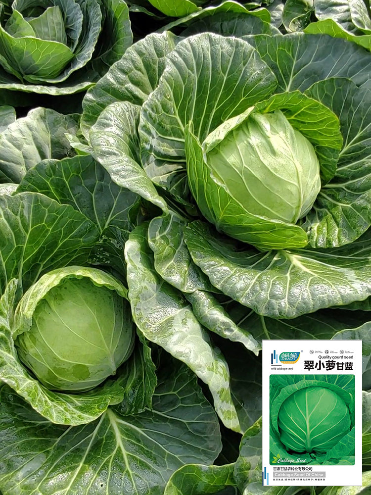 Cuixiaoluo Round Cabbage