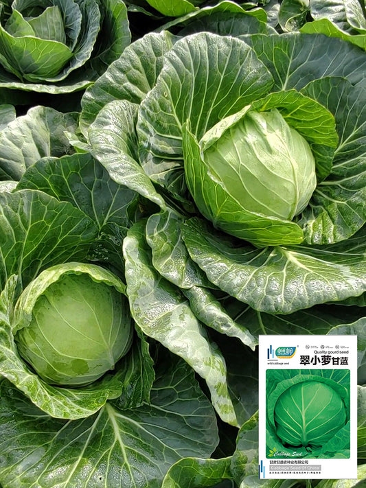 Cuixiaoluo Round Cabbage