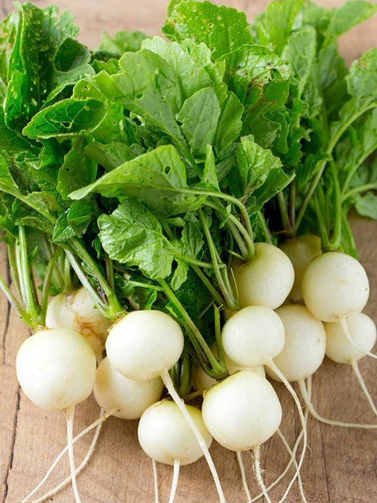 White Cherry Radish Hybrid