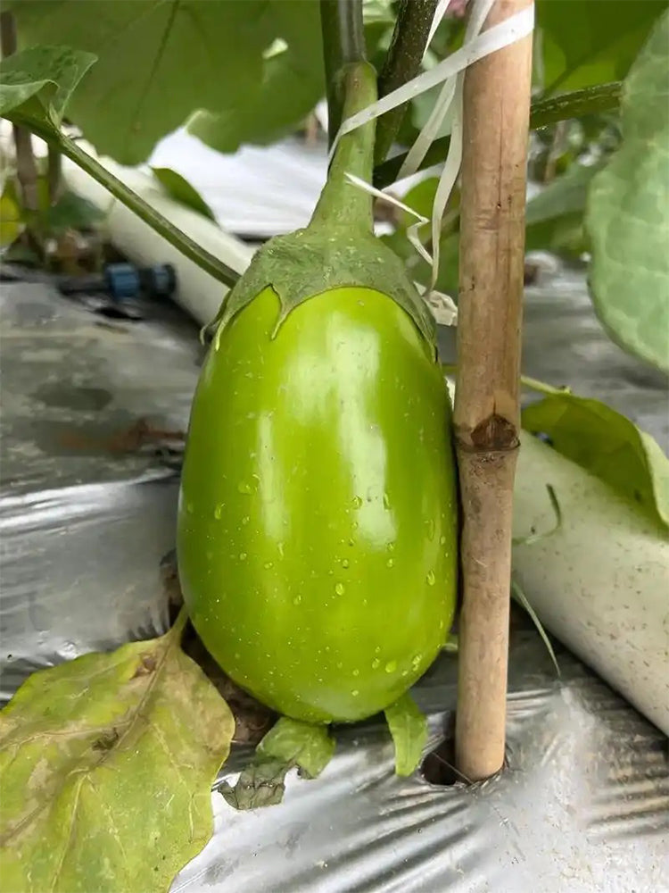 'Green Crown' F1 Eggplant