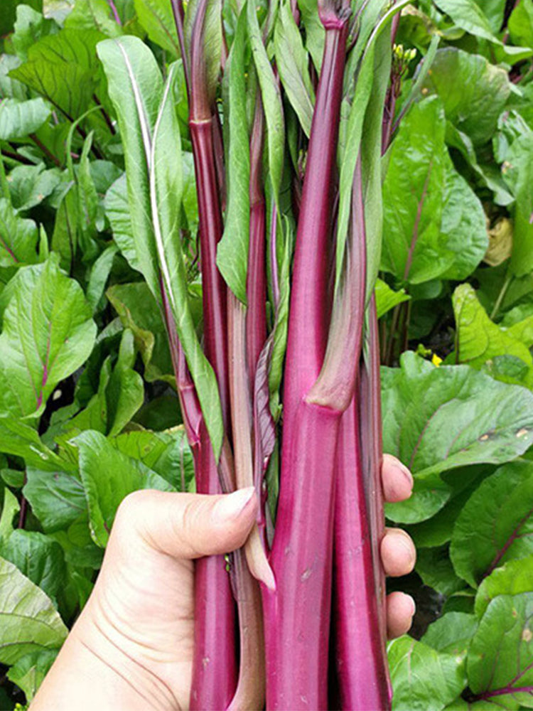 'Jiuhua' Flowering Stalk