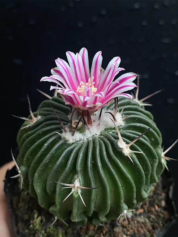 Echinofossulocactus multicostatus