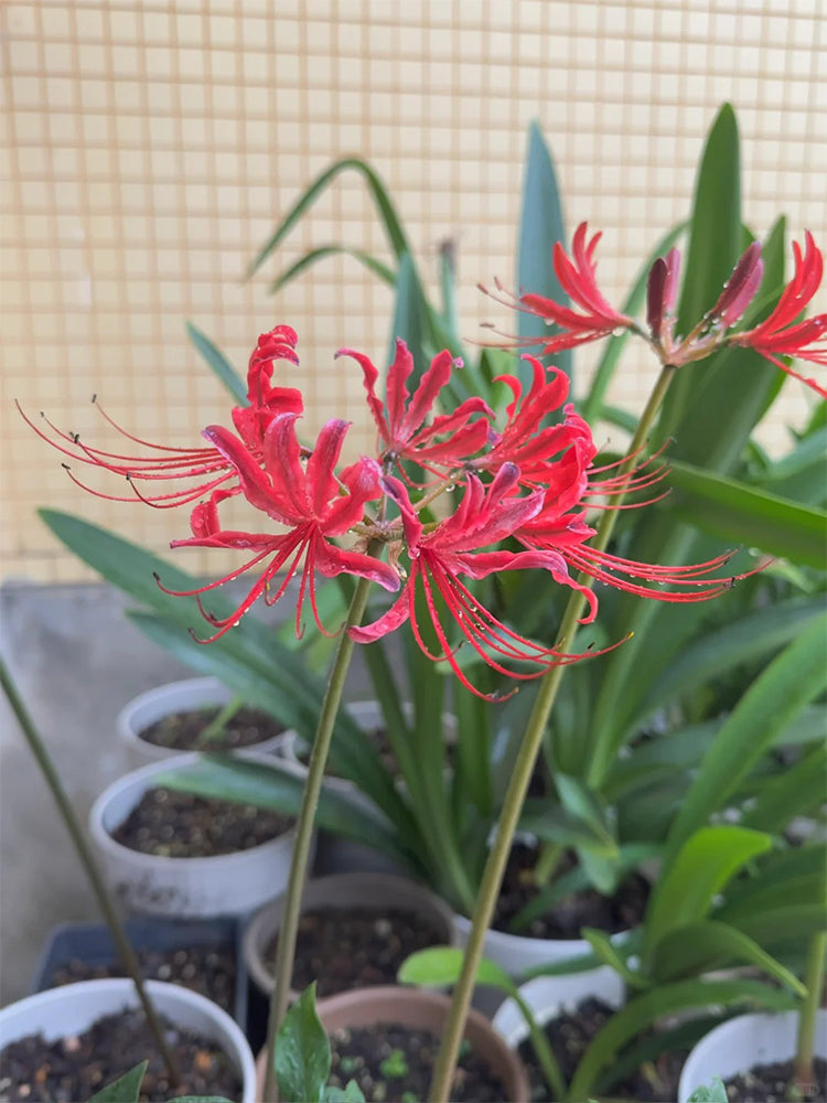 Blood Red Chunxiao Lycoris
